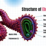 Ebola Virus Template - detailed anatomical diagram with labeled virus components and cross-section view