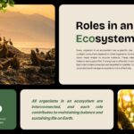 Ecosystem Education Template - ecosystem roles slide with seals on rocks image and 10% energy transfer statistic