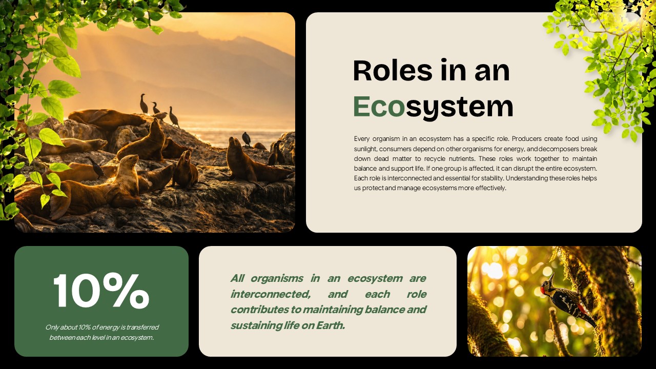 Ecosystem Education Template - ecosystem roles slide with seals on rocks image and 10% energy transfer statistic