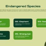 Animal Conservation Template - conservation strategies slide with forest waterfall image, two strategy text boxes