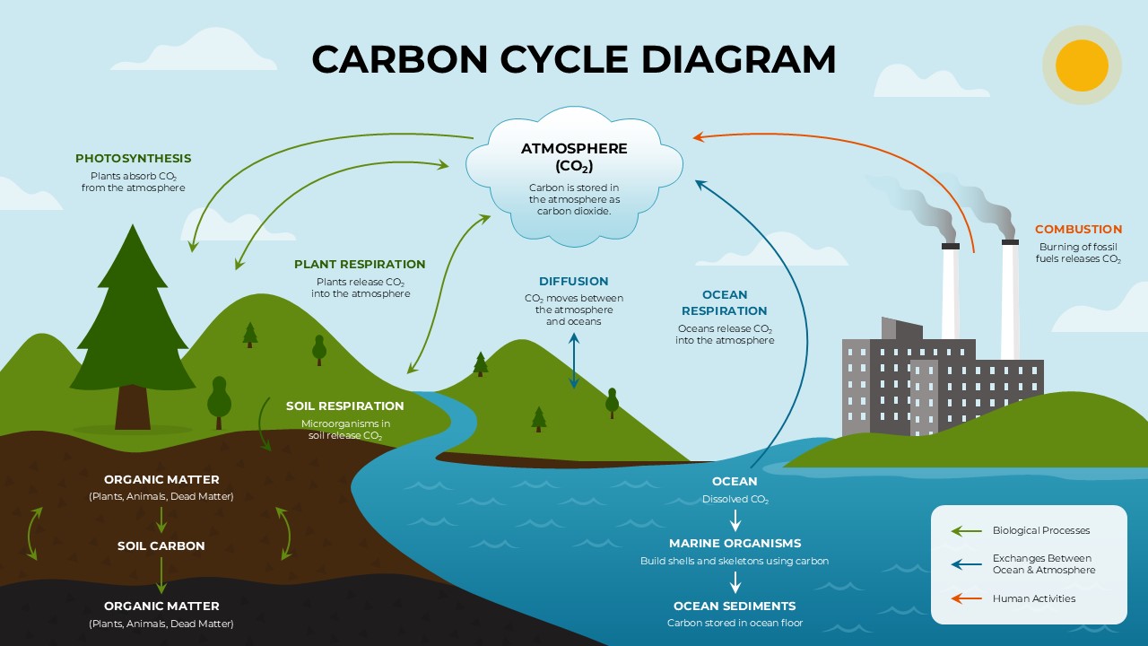 Carbon Cycle Diagram Template - visualize carbon flow across land, atmosphere, ocean, and industry in one slide