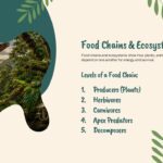 Food Chains and Ecosystems Template - three blob-framed threat photos for Habitat Loss, Climate Change, and Poaching