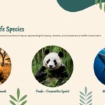 Iconic Wildlife Species Template - biodiversity blob photo on teal right panel beside three olive icon-list items on cream