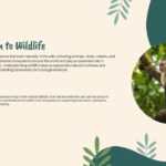 Introduction to Wildlife Template - blob-framed rainforest photo beside a three-item habitat icon list on cream background