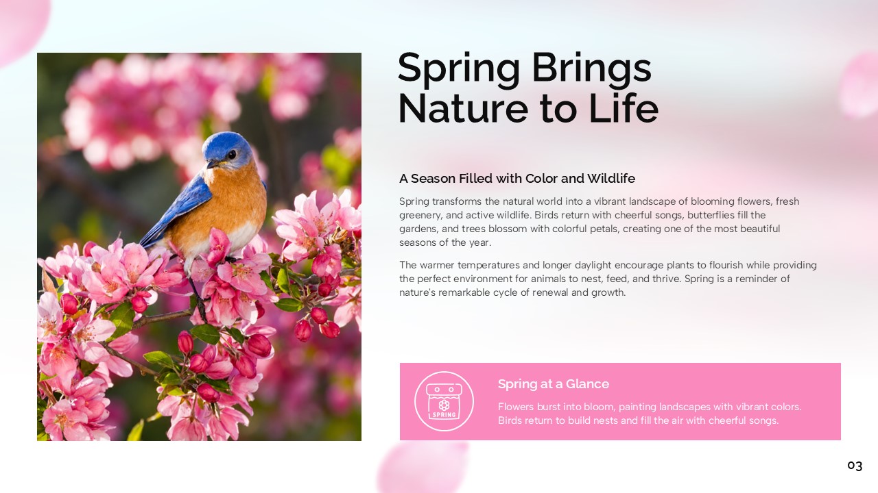 Welcome Spring Template - Content slide with bluebird photo, nature text, and pink Spring at a Glance callout