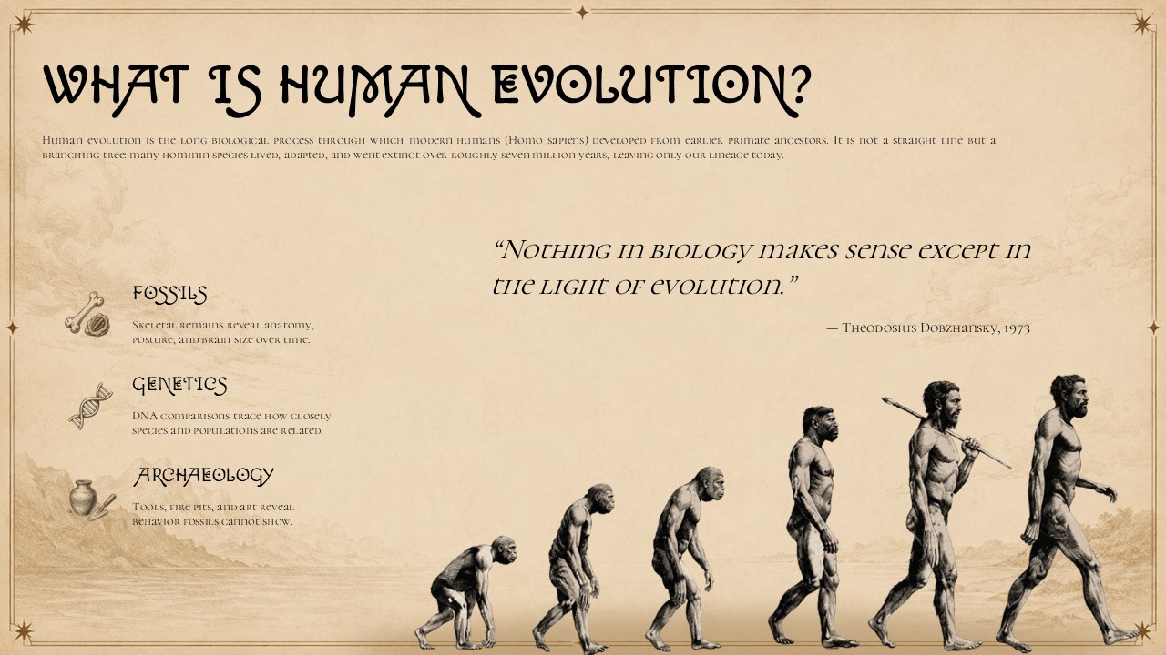 Human Evolution Template - six-column hominin timeline from Sahelanthropus to Homo Sapiens with Renaissance-style portrait illustrations