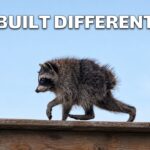 Jimothy The Raccoon Batman Parody Template - Raccoon in Batman costume with Dark Knight quote on outdoor background