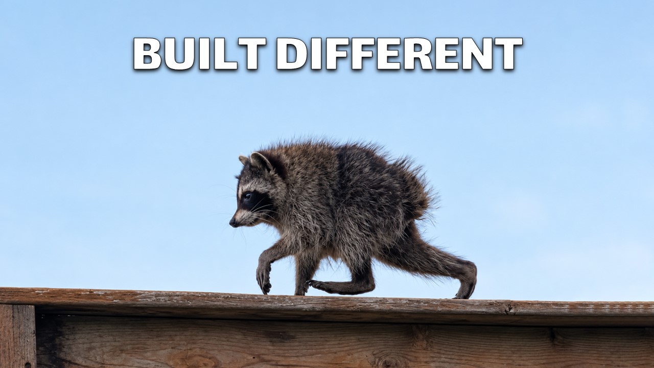 Jimothy The Raccoon Batman Parody Template - Raccoon in Batman costume with Dark Knight quote on outdoor background
