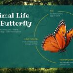 Life Science Template - Animal habitats slide to present ocean, forest, desert, and grassland ecosystems with photos