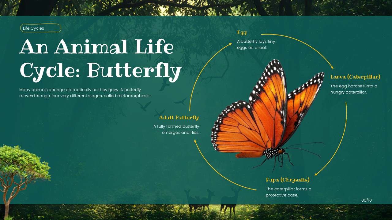 Life Science Template - Animal habitats slide to present ocean, forest, desert, and grassland ecosystems with photos