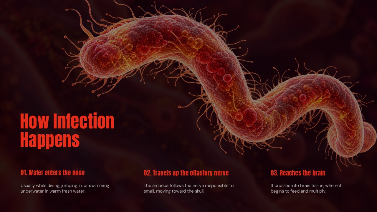 Brain Eating Amoeba Template - Symptoms slide to present early and late-stage disease progression