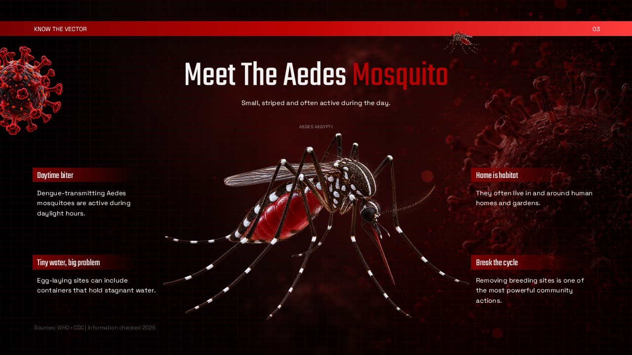 Dengue Fever Template - Aedes aegypti mosquito profile slide with four-quadrant habitat and behavior facts