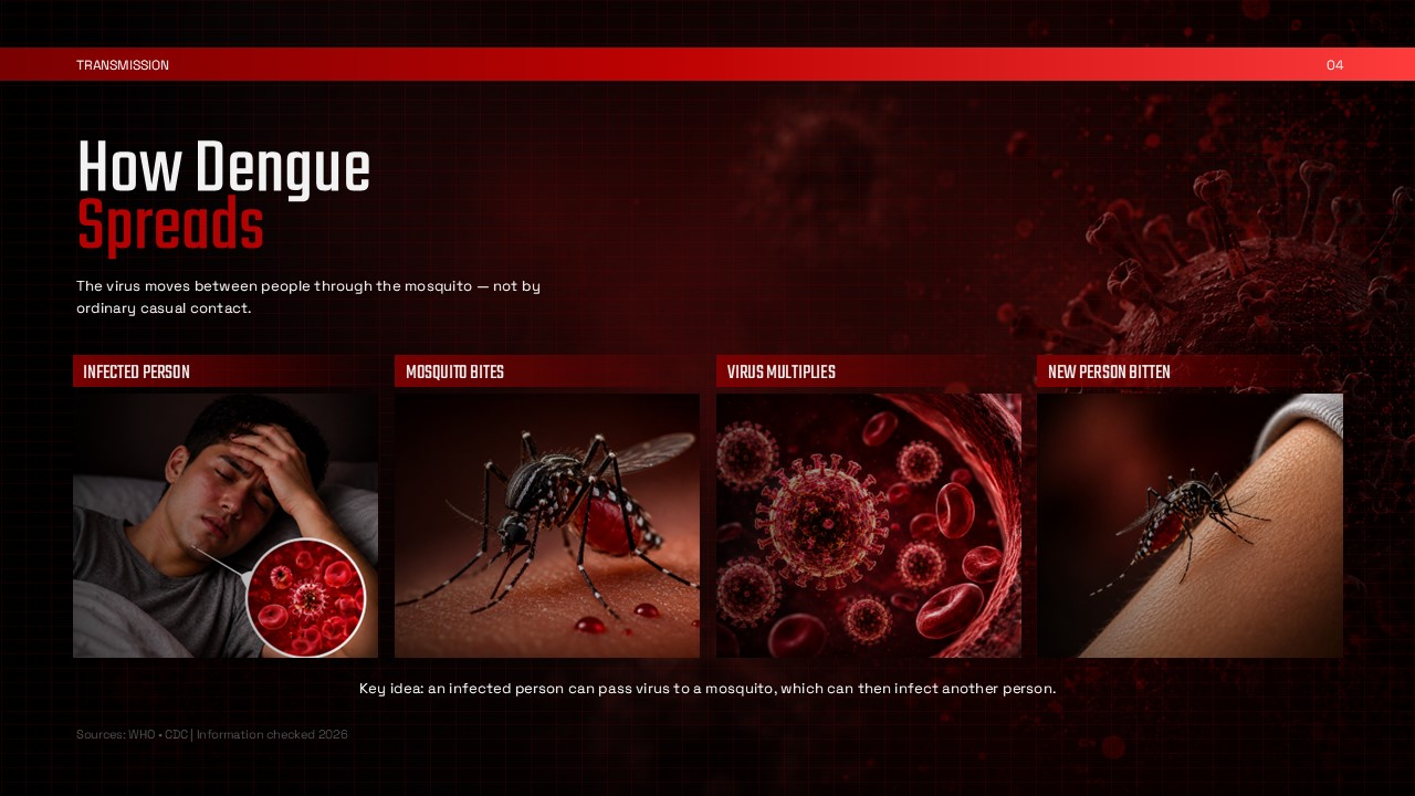 Dengue Fever Template - Transmission cycle slide showing four-step process flow with photographic panels