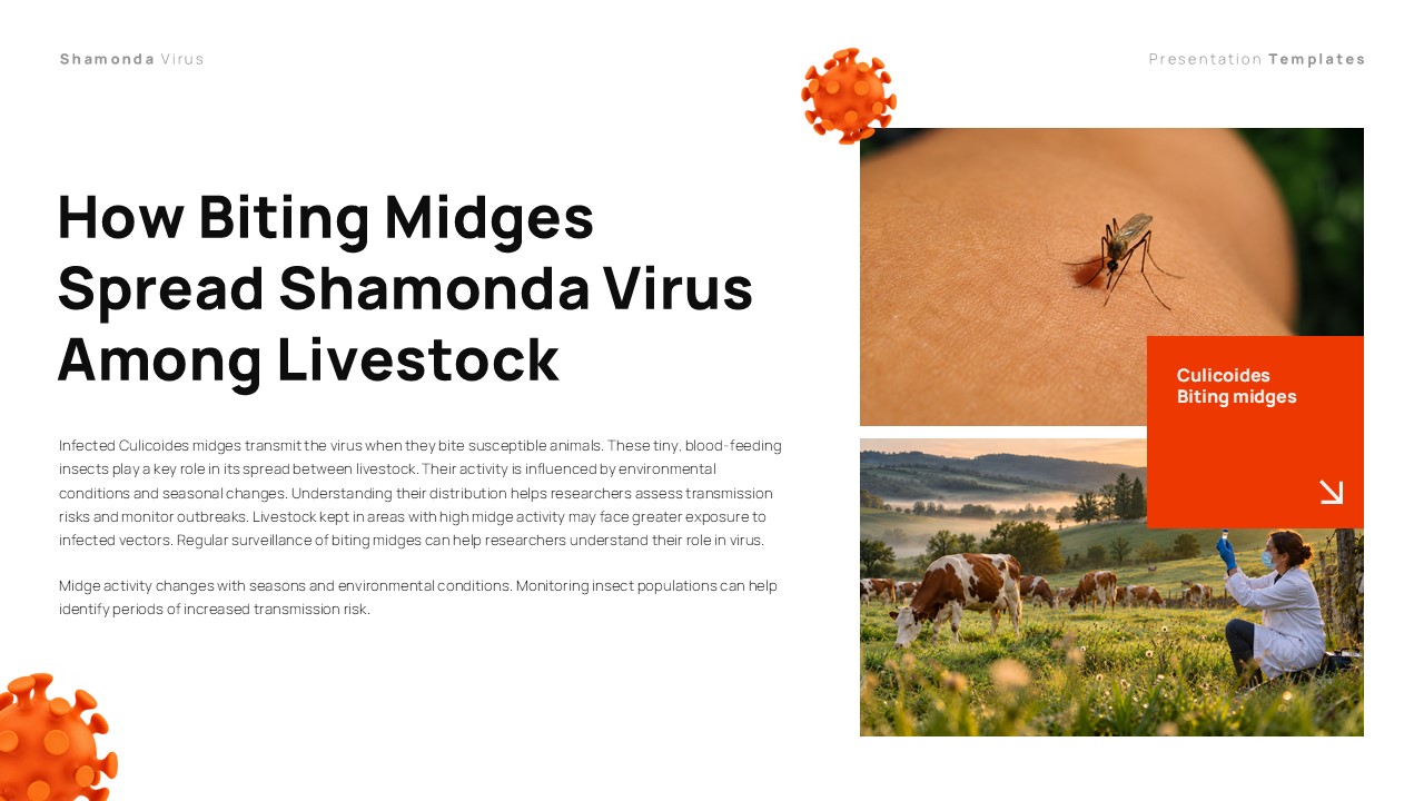 Shamonda Virus Template - biting midges transmission explainer slide
