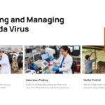 Shamonda Virus Template - monitoring and managing three-column strategy